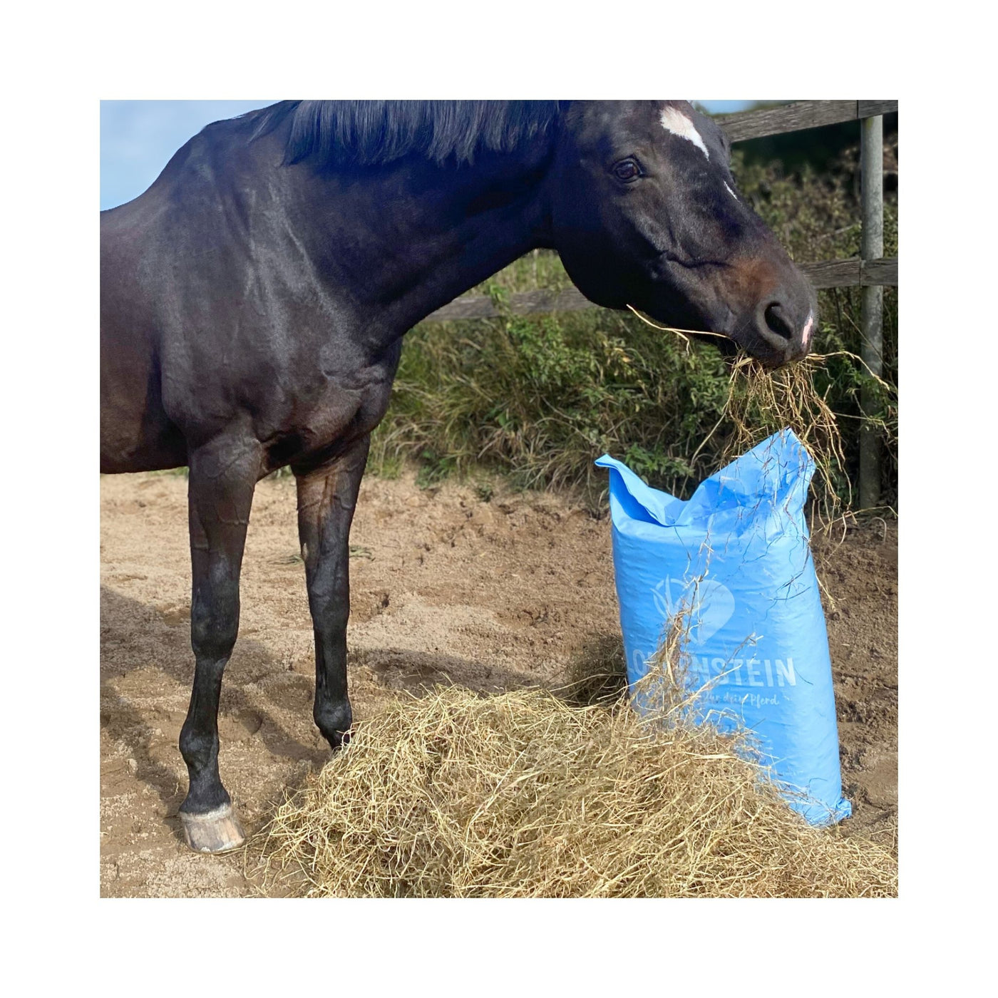 ROSDIB02072025 – Pferd bei der Fütterung