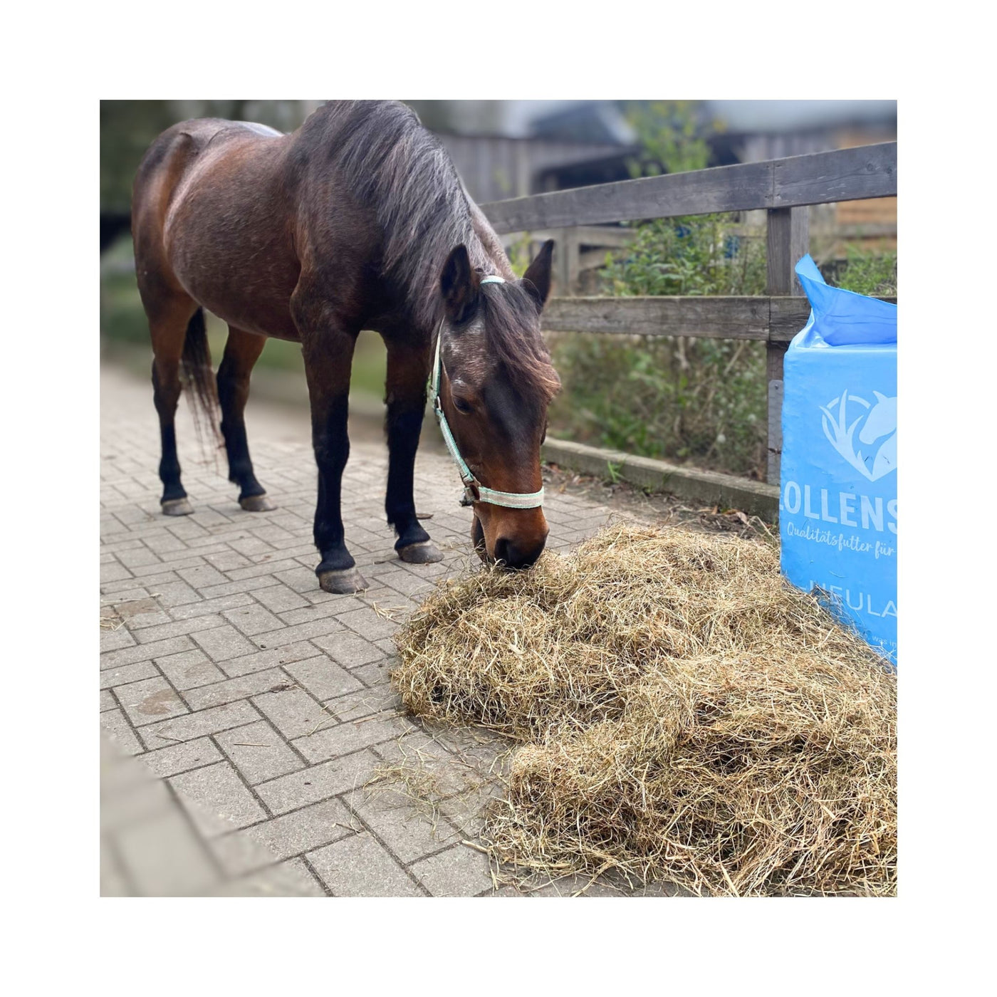 Pony bei der Fütterung mit der Charge ROSDIB26092025