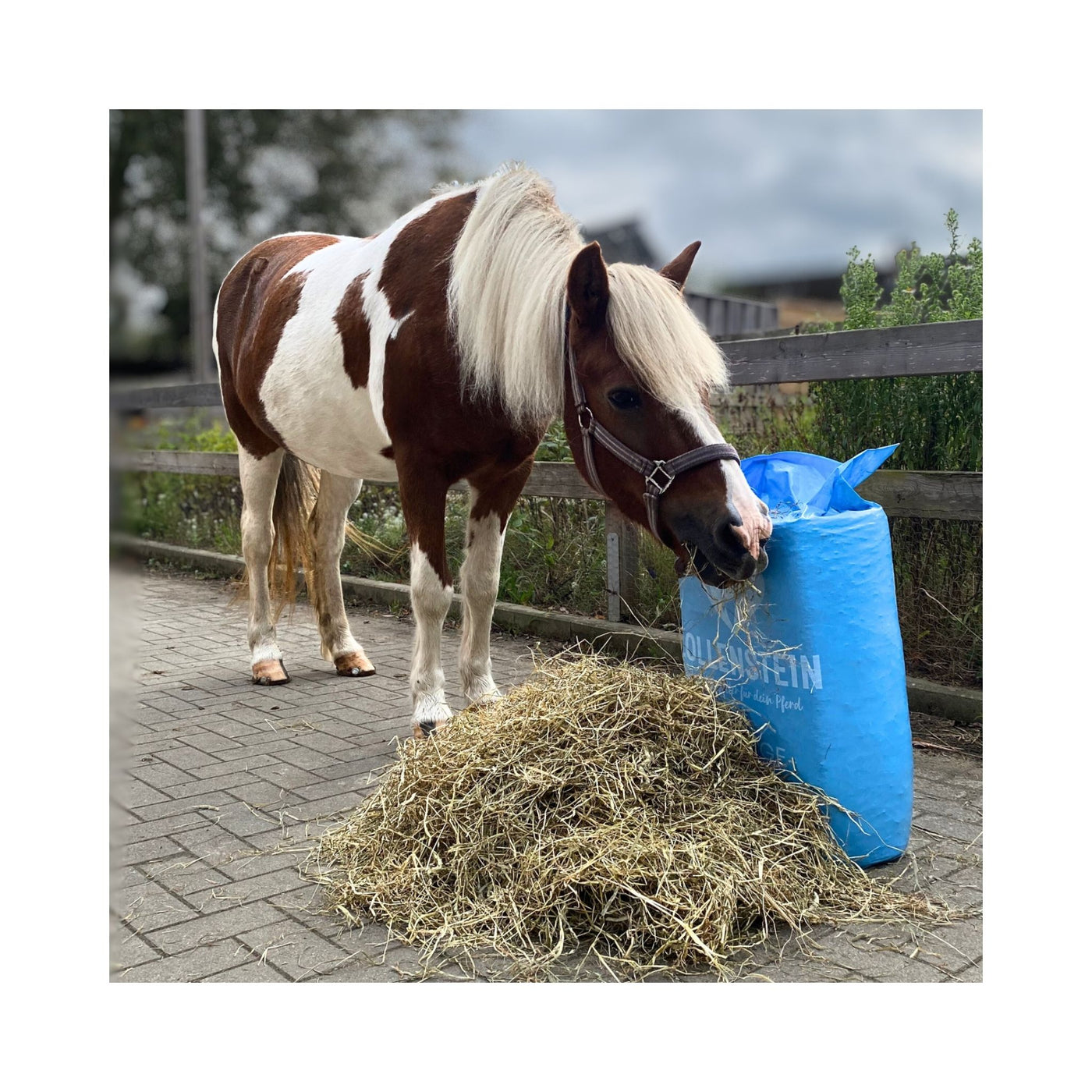 WAHDO14062025 – Pony bei der Fütterung